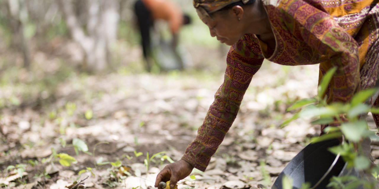 Olam Food Ingredients to scale up sustainability in cashew supply chains