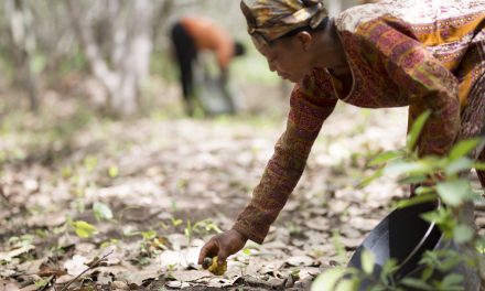 Olam Food Ingredients to scale up sustainability in cashew supply chains
