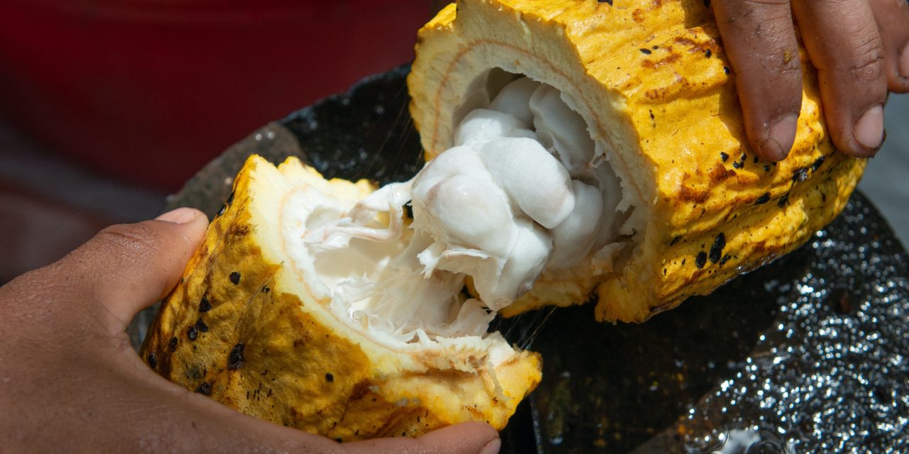 Majority of Brits unaware that cocoa yields are under threat due to climate crisis