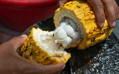 Majority of Brits unaware that cocoa yields are under threat due to climate crisis