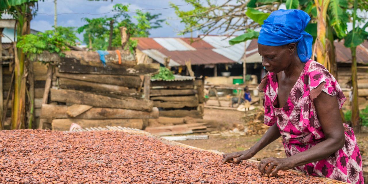 Fairtrade reports ability of cocoa co-operatives for farmers