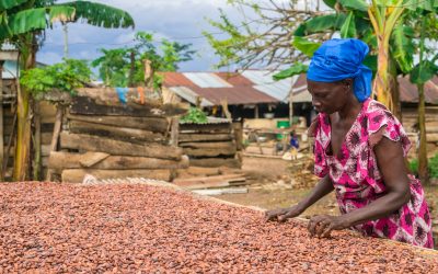 Fairtrade reports ability of cocoa co-operatives for farmers