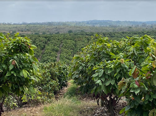 Barry Callebaut establishes Farm of the Future
