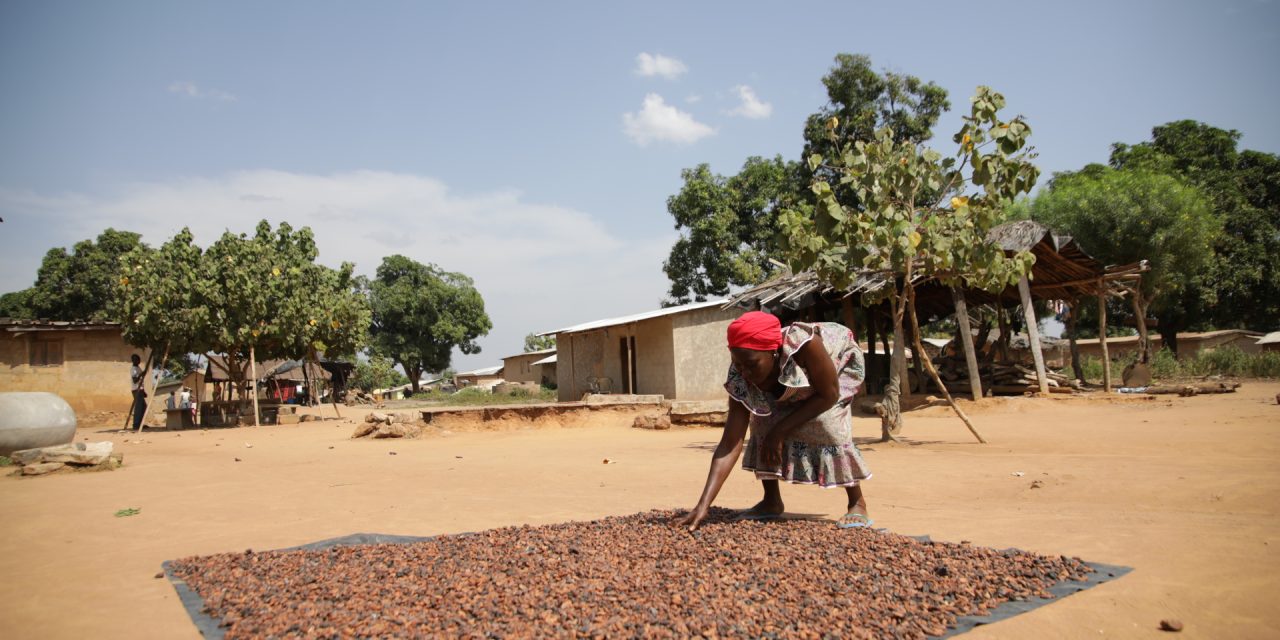 Sustainability in cocoa farming: No two farmers are the same
