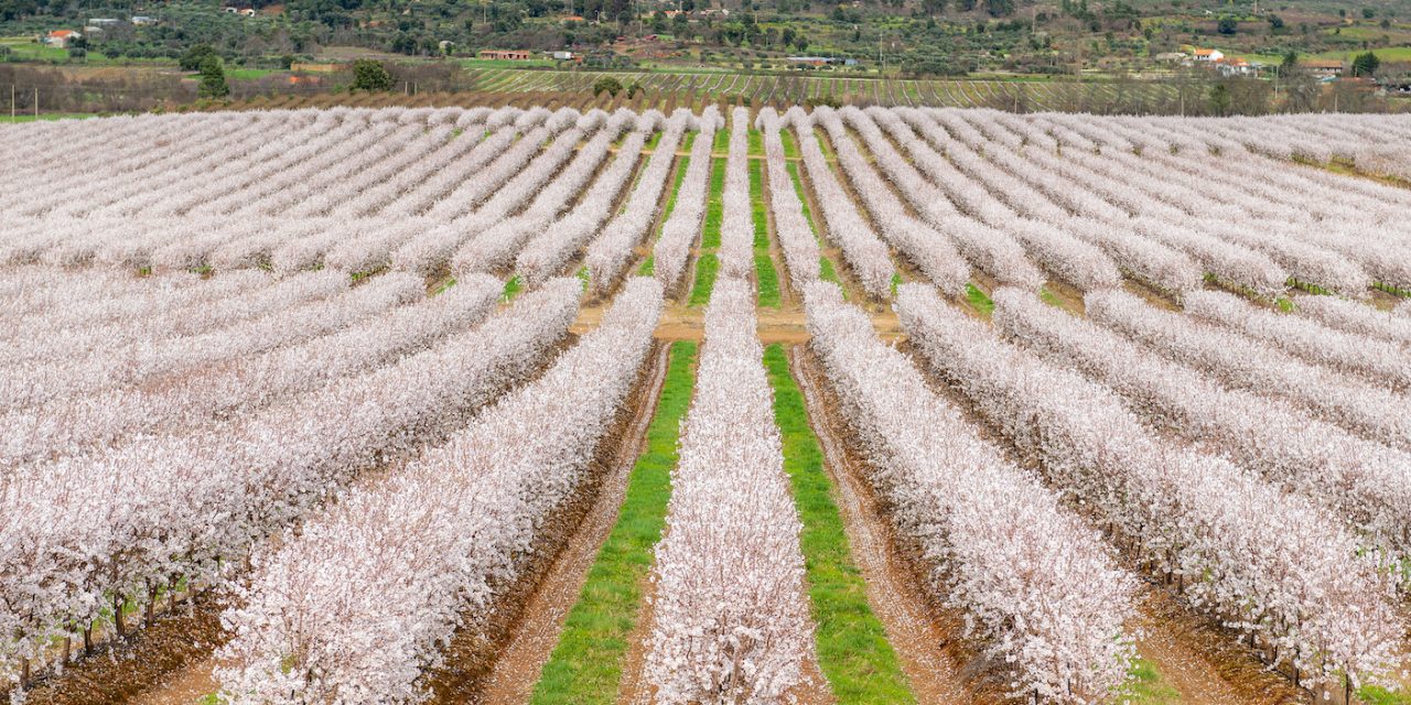 Veracruz Almonds secures GlobalGAP seal of excellence in UK expansion