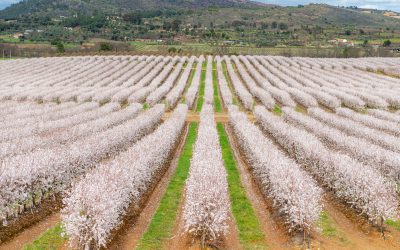 Veracruz Almonds secures GlobalGAP seal of excellence in UK expansion