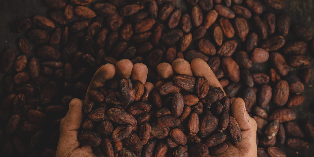 Building a sustainable future for chocolate through empowerment and environmental stewardship