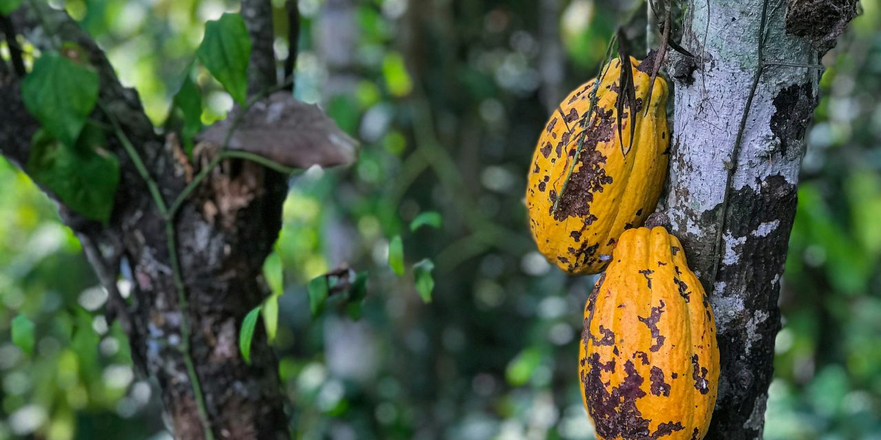Côte d’Ivoire raises farmgate cocoa prices 50%