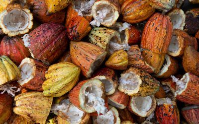 The cocoa crisis is an opportunity for innovation