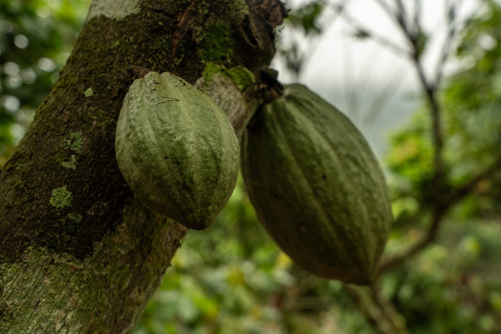 DSC05724 Seattle Chocolate empowers women in Ghana's cocoa communities