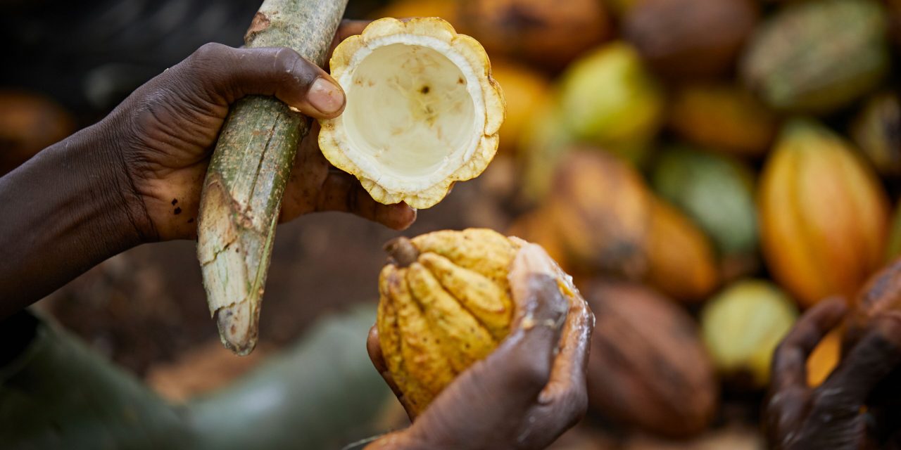 ofi to launch first cocoa biochar project