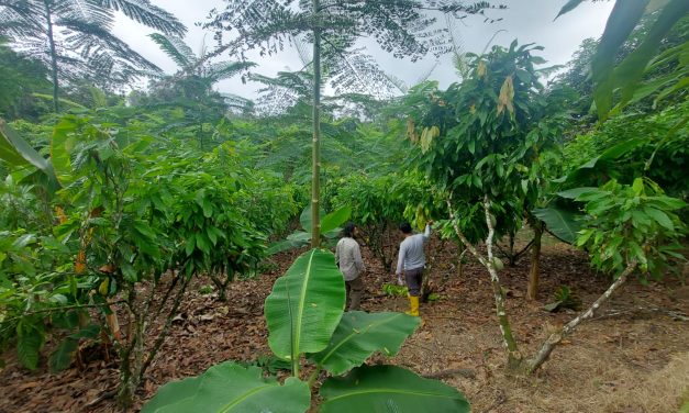 GIZ, ofi and Rikolto expand low carbon agriculture in Ecuador