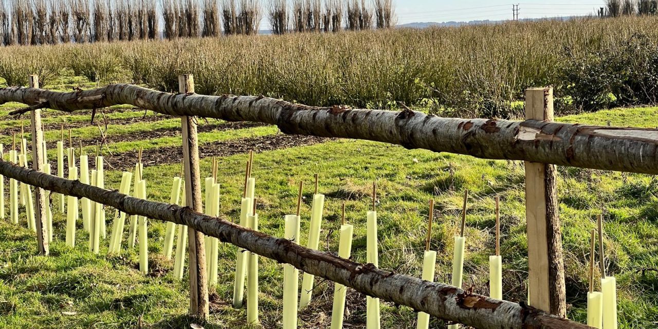 Fudge Kitchen partners with initiative to help rewild UK