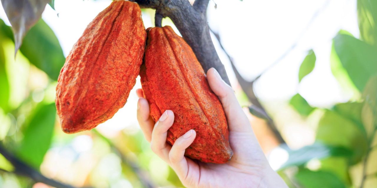 Global cocoa leaders convene for WCF Partnership Meeting 2026