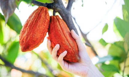 Global cocoa leaders convene for WCF Partnership Meeting 2026