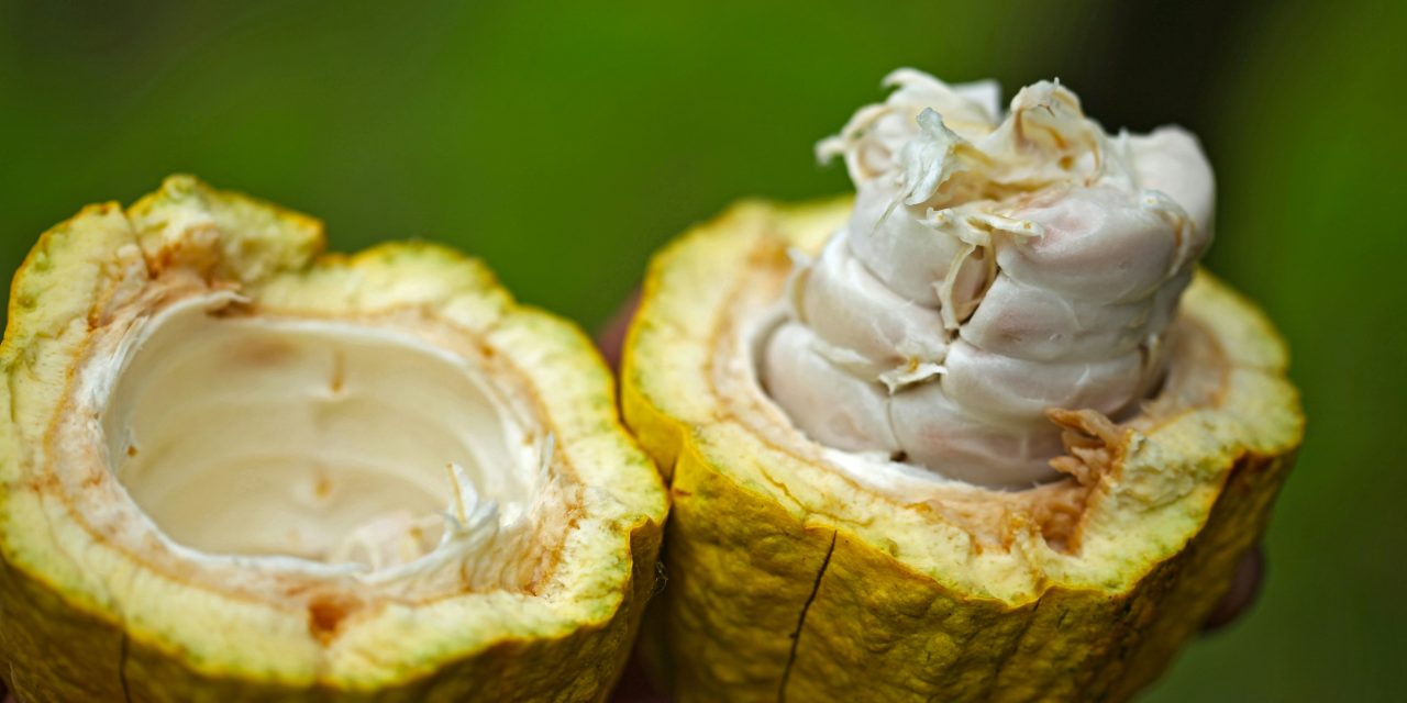 UK Cocoa Coalition calls for urgent clarity on forest-risk regulation
