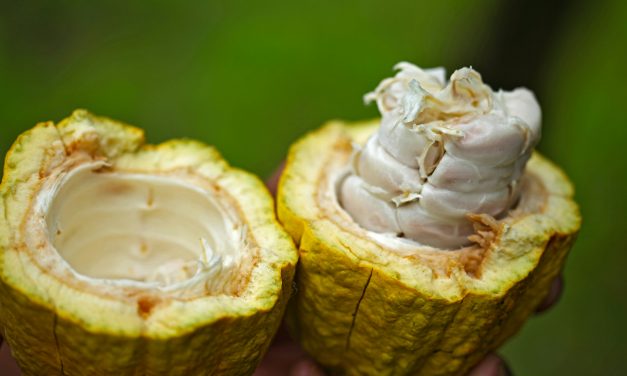 UK Cocoa Coalition calls for urgent clarity on forest-risk regulation