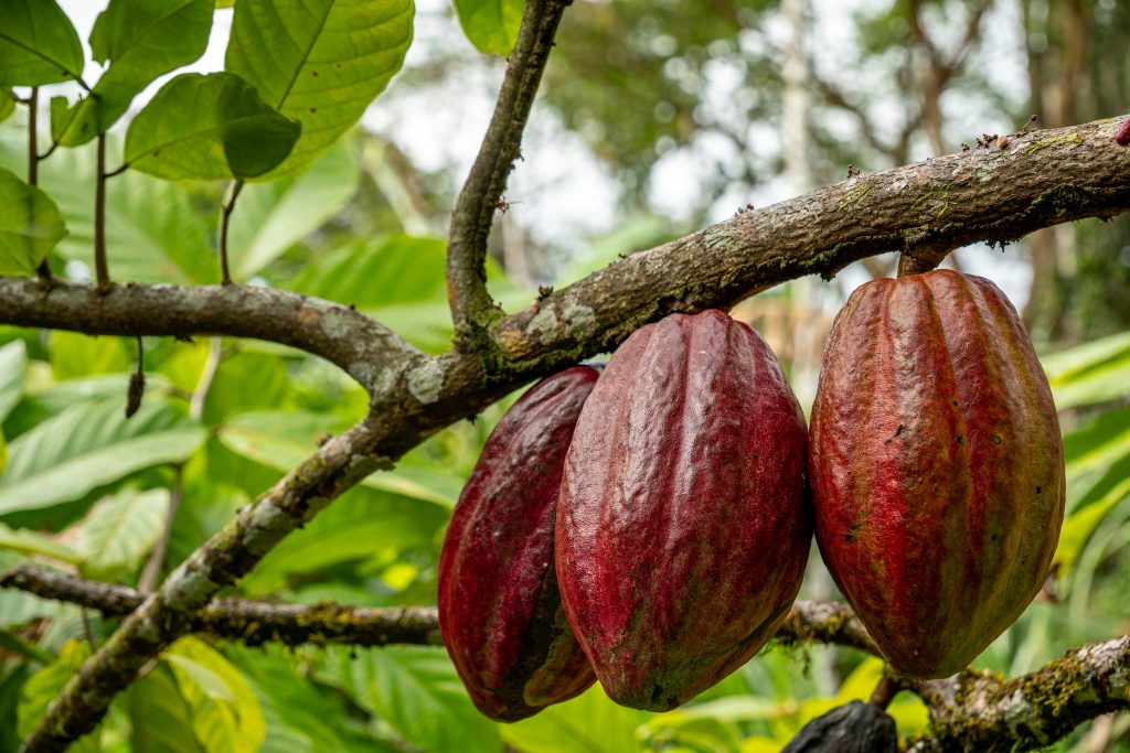 Fairtrade warns chocolate under threat from climate change