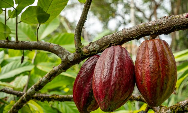 Fairtrade warns chocolate under threat from climate change