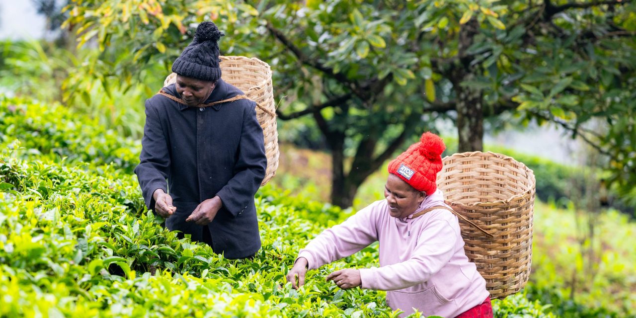 Fairtrade calls for new PM to clean up the UK’s supply chains