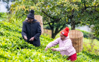 Fairtrade calls for new PM to clean up the UK’s supply chains