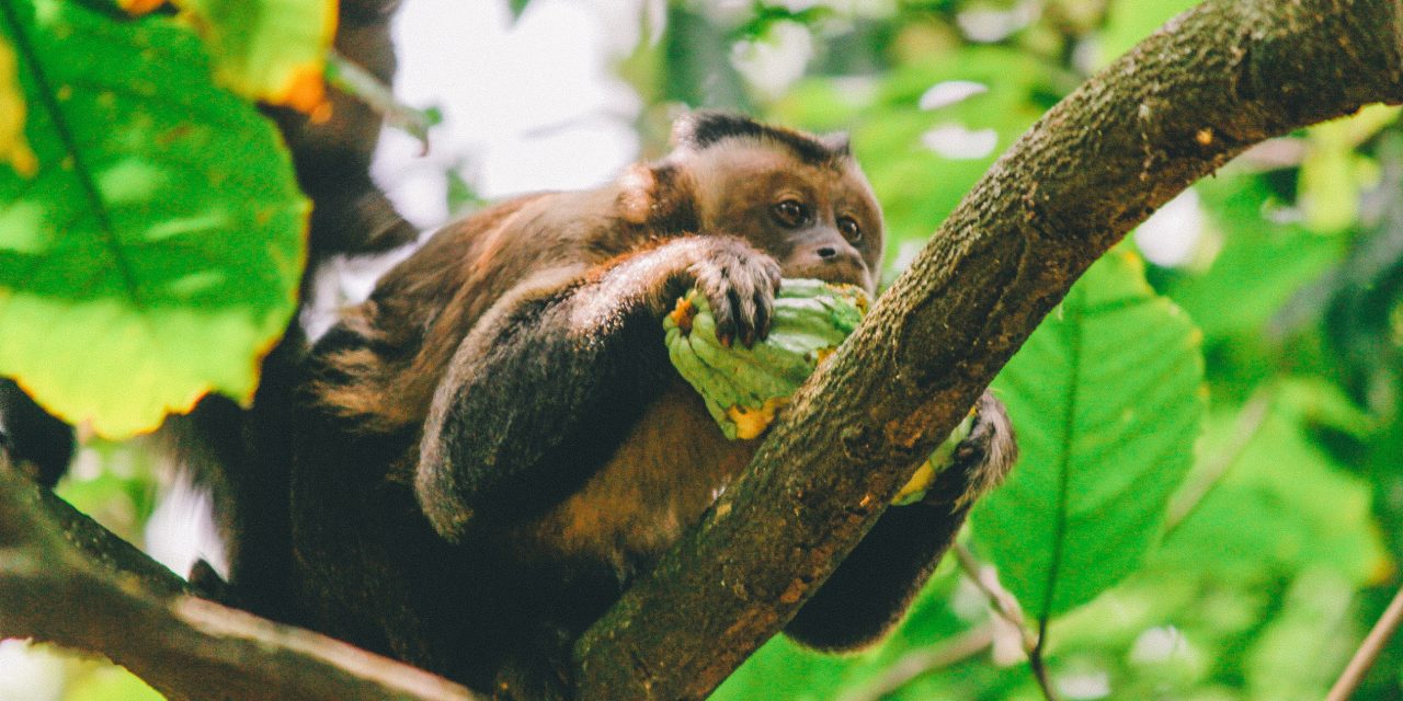 WCF announces new methodology for cocoa supply chains
